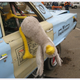 Image for article titled Faster Farms Chickens Join The LeMons Arse-Freeze-A-Palooza Upside-Down Brigade